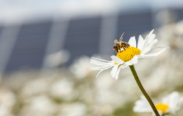 Renewable energy tracking platform creates new pollinator-friendly solar credit designation